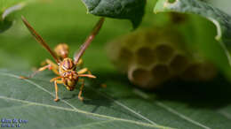 Parapolybia varia (Fabricius 1787)的圖片