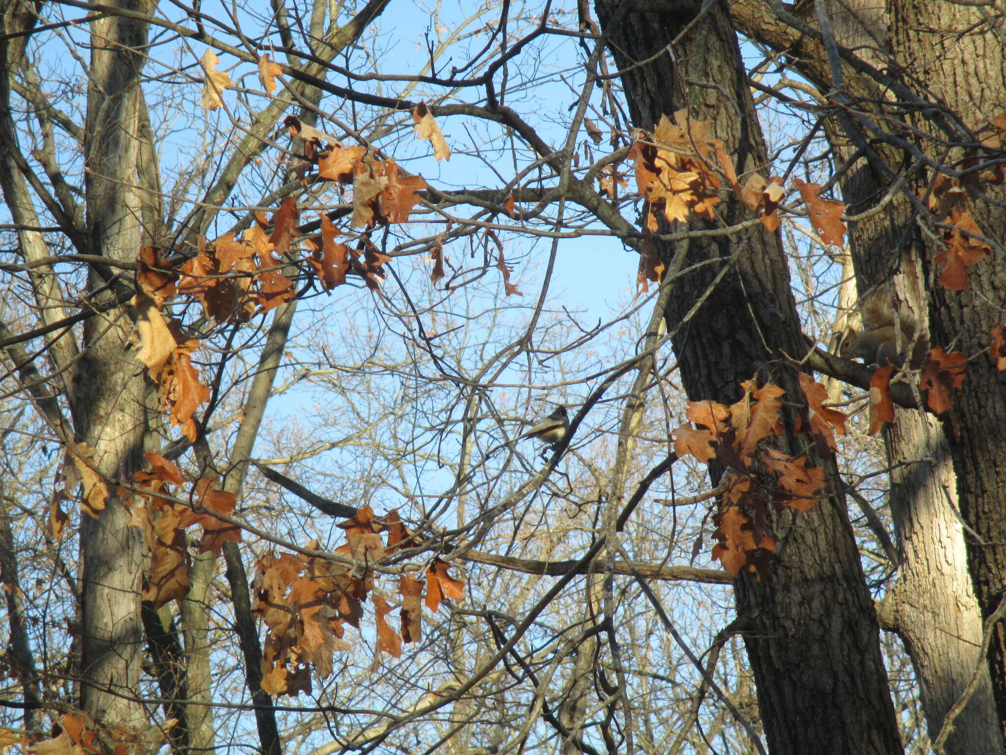 Image of American Titmice