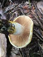 Imagem de Cortinarius rubicundulus (Rea) A. Pearson 1946