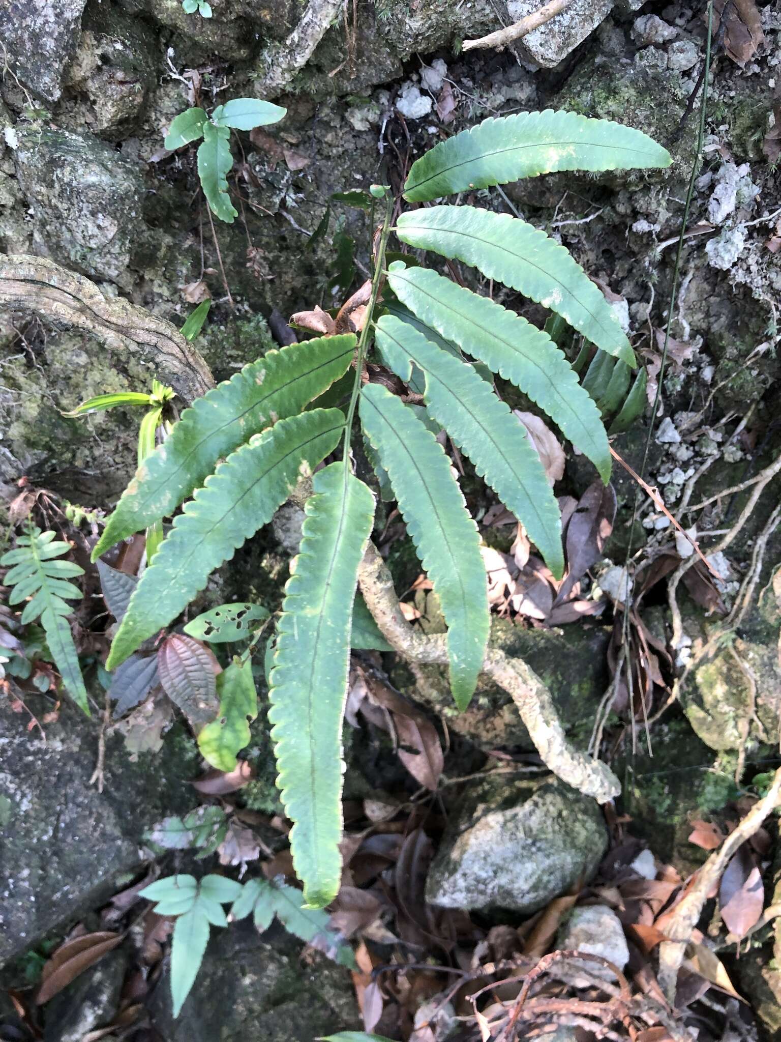 Image of Dryopteris podophylla (Hook.) O. Kuntze