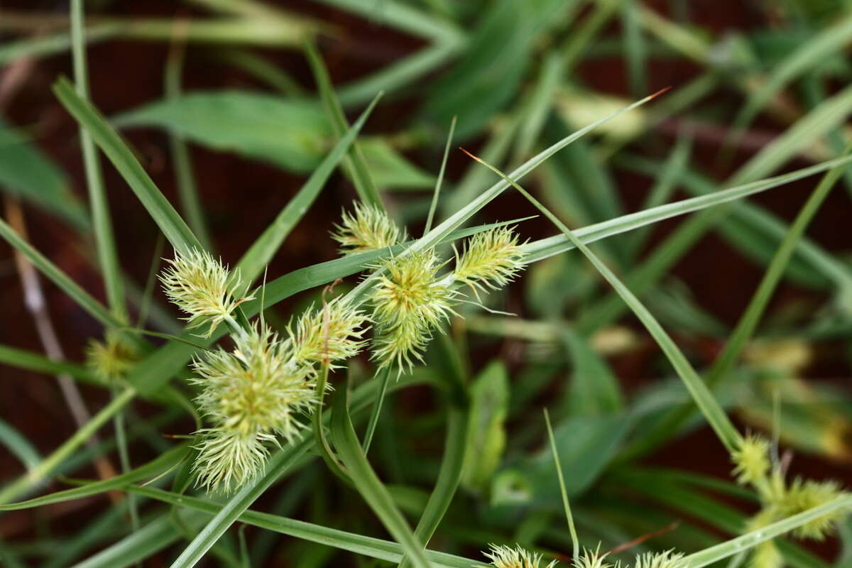 Sivun Cyperus decurvatus (C. B. Clarke) C. Archer & Goetgh. kuva