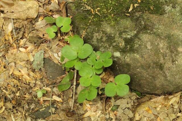 Image of roundlobe hepatica