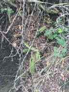 Image of Echinocereus pentalophus subsp. procumbens (Engelm.) W. Blum & Mich. Lange