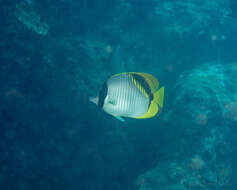 Image of Line Butterflyfish