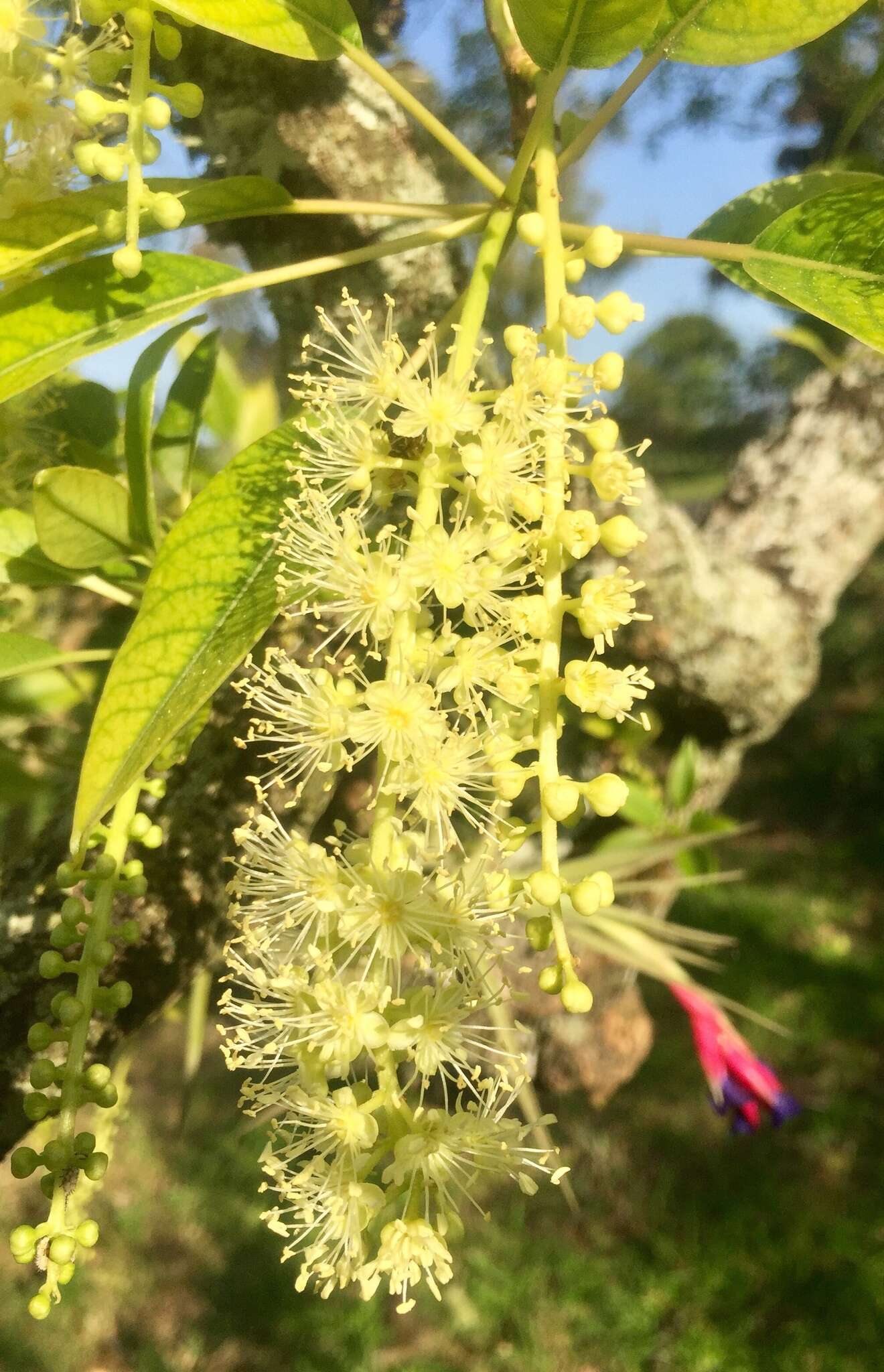 Слика од Phytolacca dioica L.