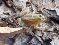 Image of Green Puddle Frog