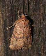 Image of Northern Scurfy Quaker Moth