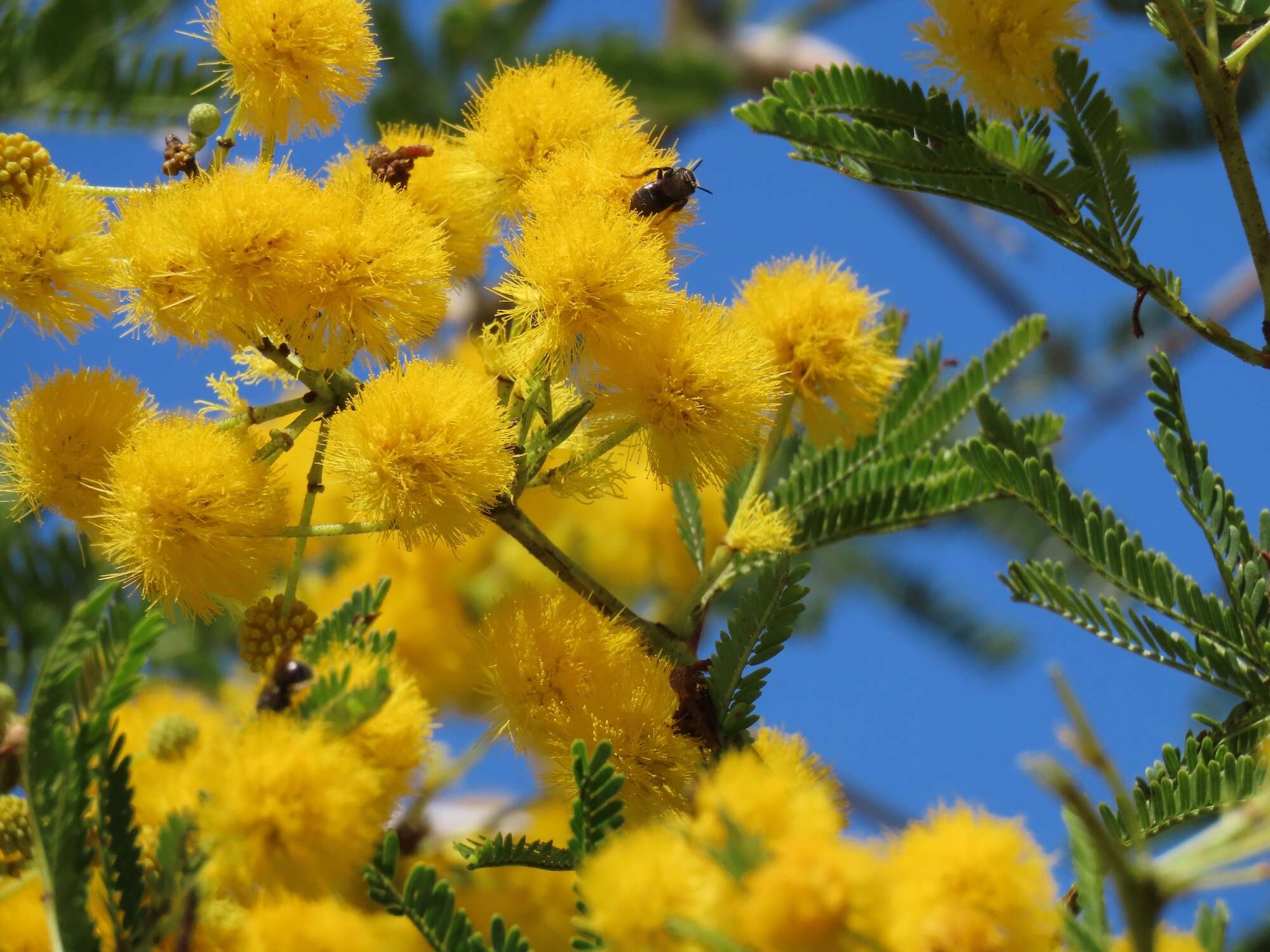 Слика од Vachellia kosiensis (P. P. Sw. ex Coates Palgr.) Kyal. & Boatwr.