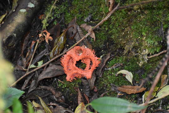 Imagem de Clathrus cristatus Fazolino, Calonge & Baseia 2010