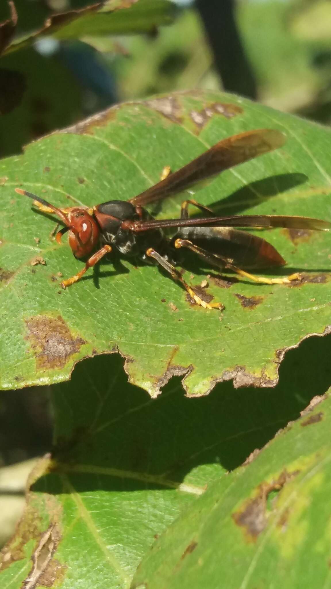 Image de Polistes ferreri de Saussure 1853