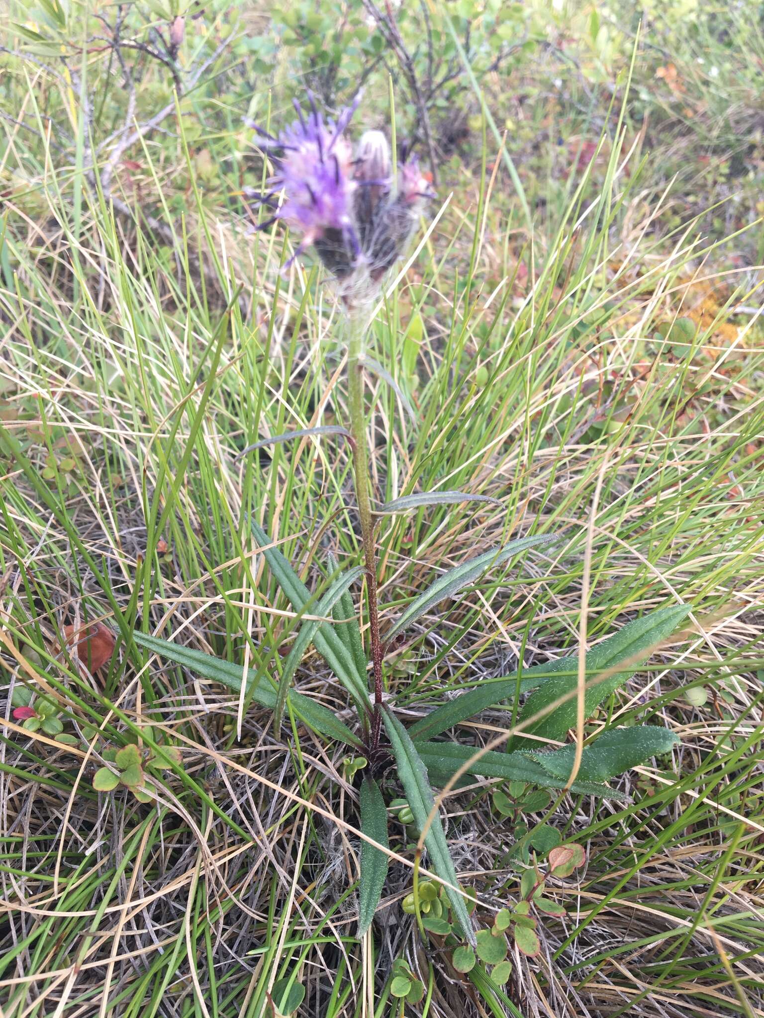 Sivun Saussurea angustifolia (Willd.) DC. kuva