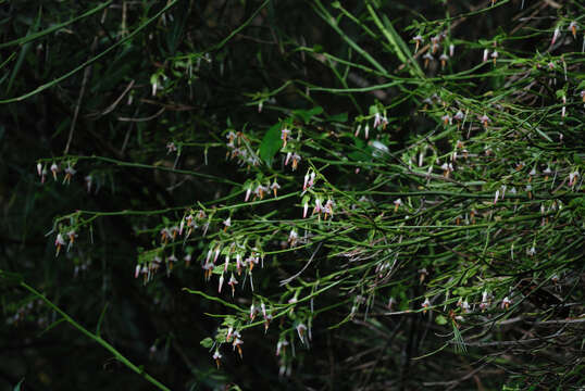 Imagem de Vaccinium japonicum var. lasiostemon Hayata