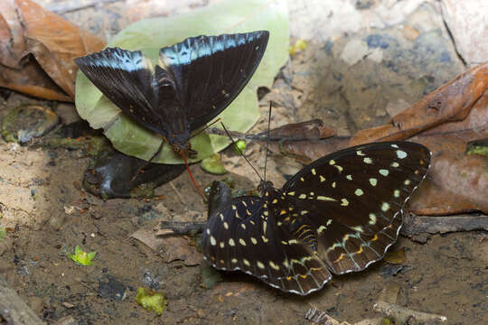 Image of Lexias pardalis dirteara