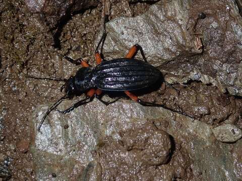 Image of Carabus (Ctenocarabus) galicianus Gory 1839