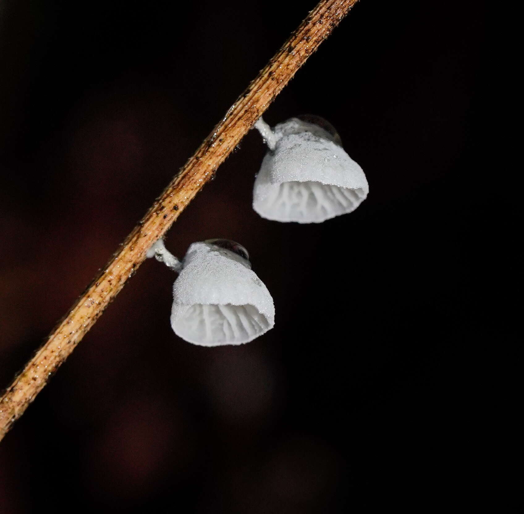 Image of Tetrapyrgos olivaceonigra (E. Horak) E. Horak 1987