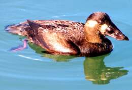 Image of scoter