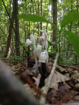 Image of Indian Pipe