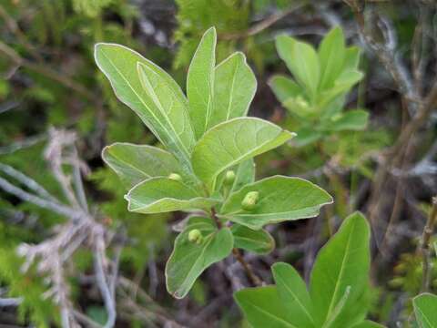 Lonicera oblongifolia (Goldie) Hook.的圖片