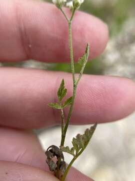 Image of Torilis arvensis subsp. recta Jury