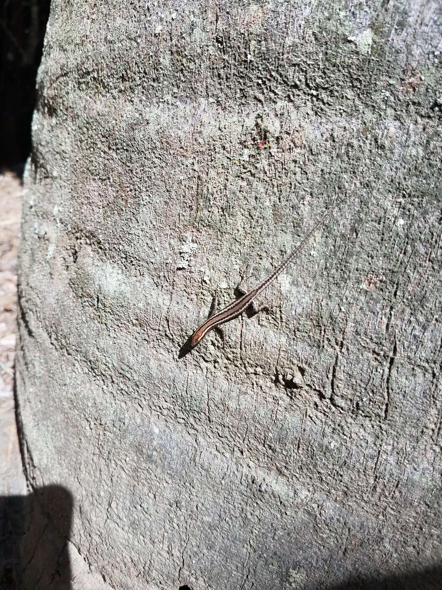 Image of Cream-striped Shinning-skink