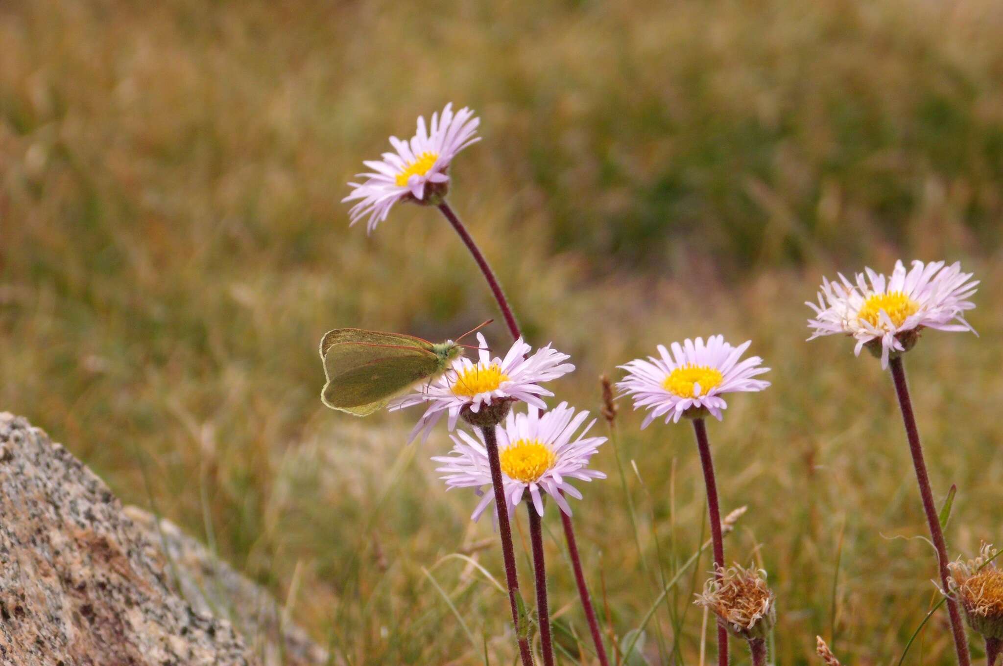 Image of Sierra Green Sulphur