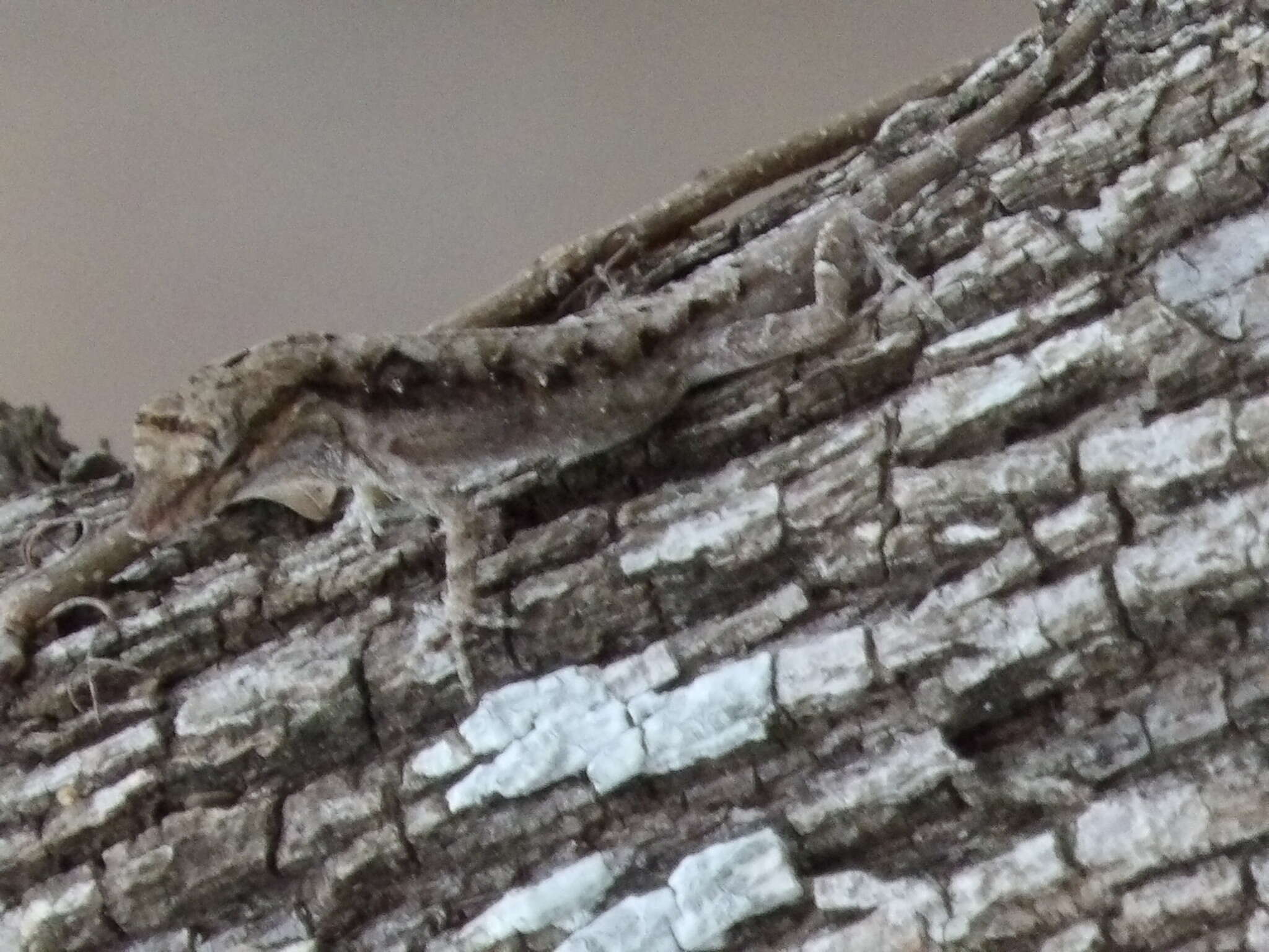 Image of Schmidt's Anole