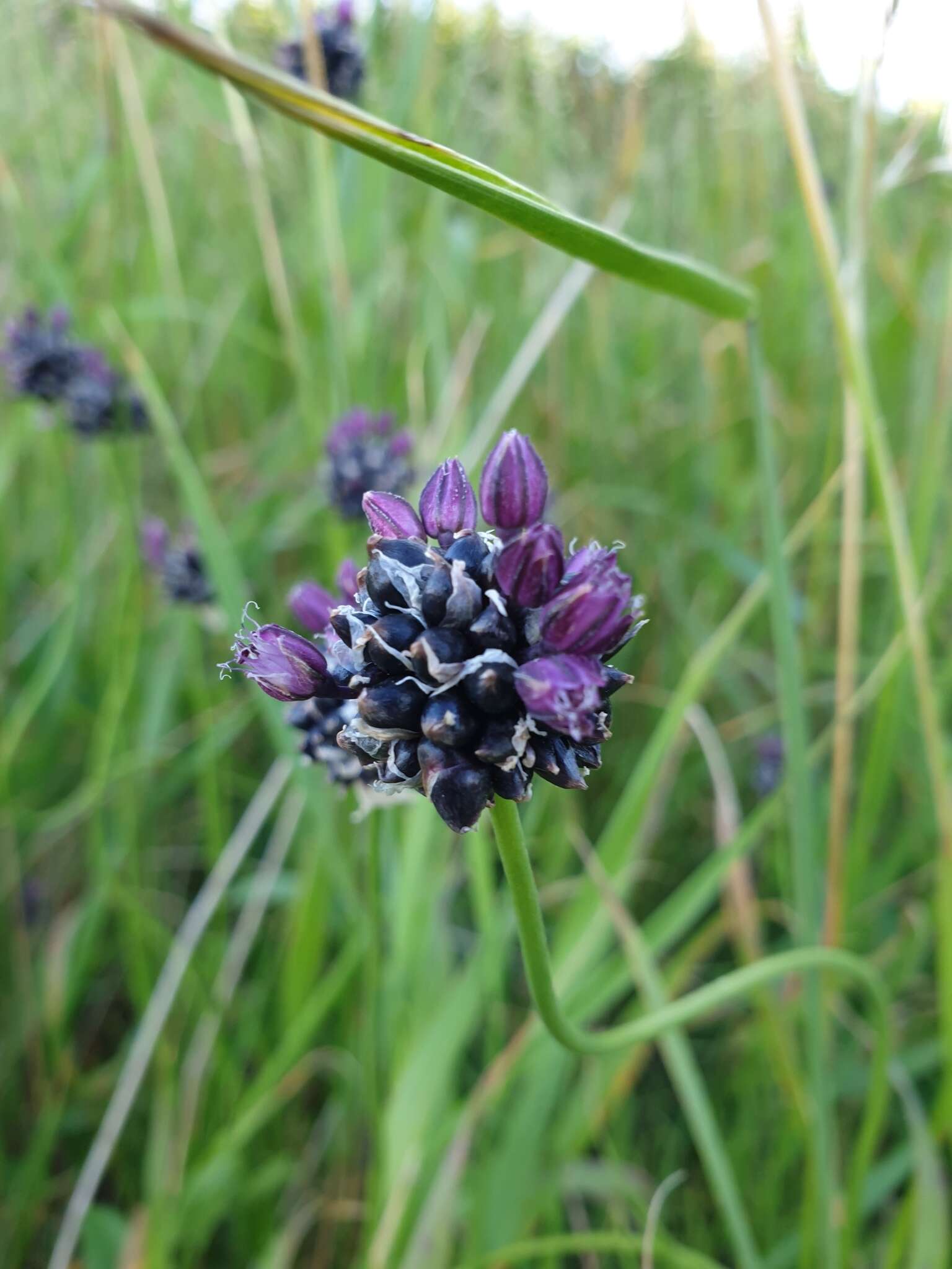 Allium scorodoprasum L.的圖片