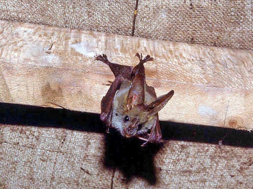 Image of Heart-nosed bat