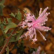 Imagem de Isopogon baxteri R. Br.