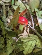 Image of Russula pseudopeckii Fatto 1998