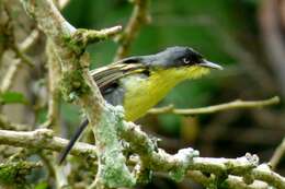 Image of Common Tody-Flycatcher