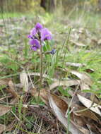 Imagem de Glycine latrobeana (Meissner) Benth.