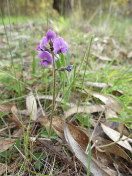 Image of Glycine latrobeana (Meissner) Benth.