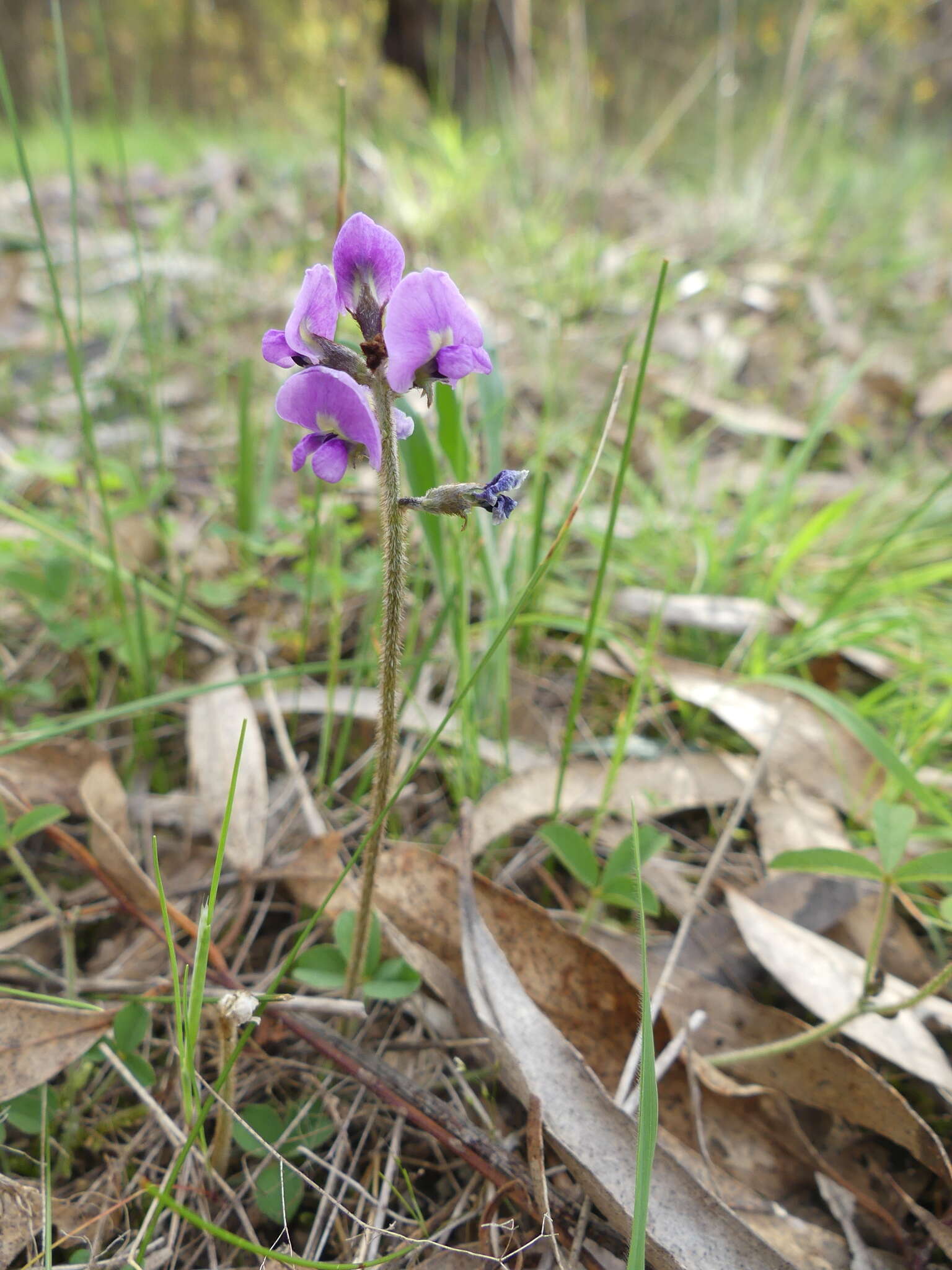 Imagem de Glycine latrobeana (Meissner) Benth.