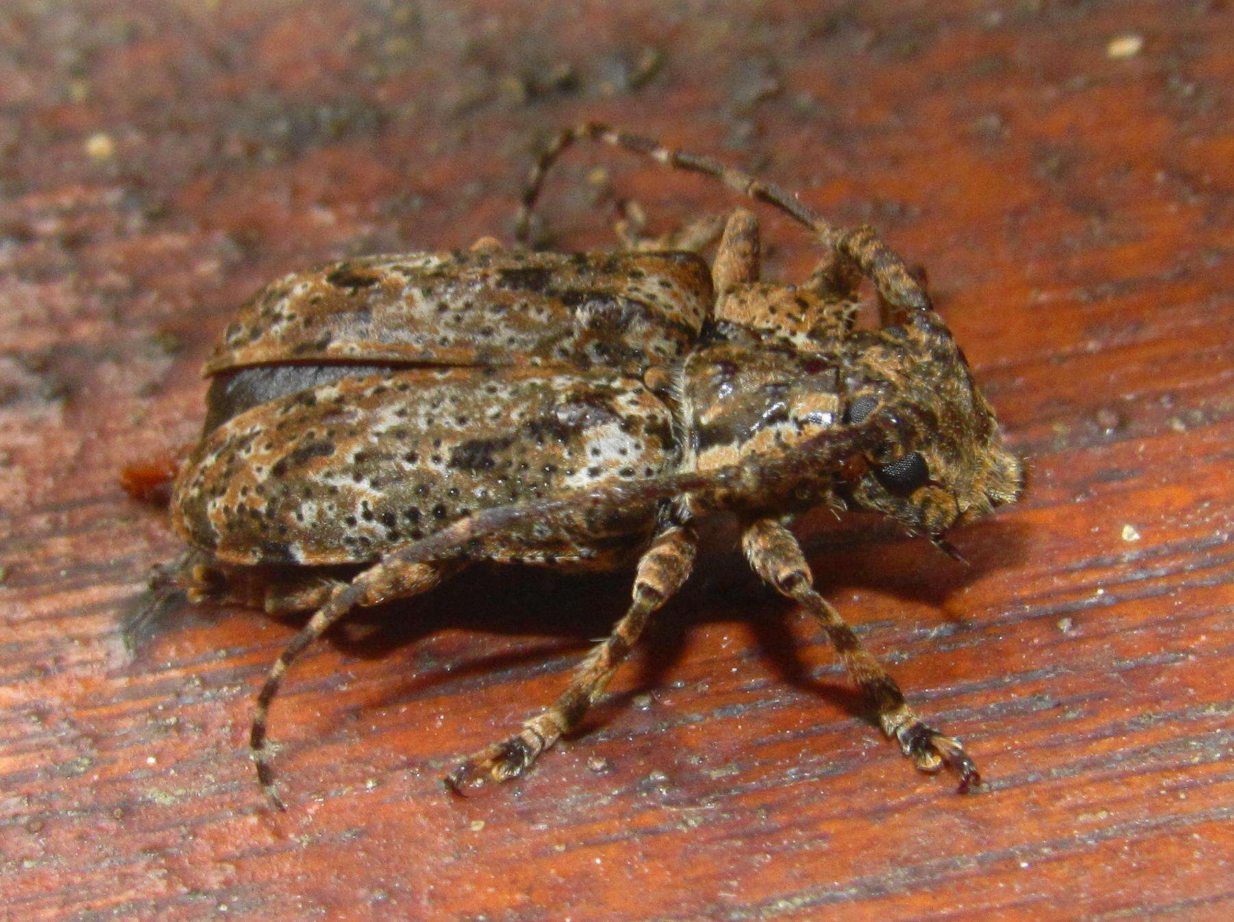 Image of Long-horned beetle