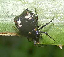 Image of Micrathena patruelis (C. L. Koch 1839)