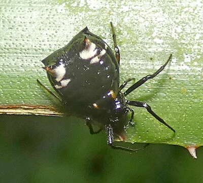 Image of Micrathena patruelis (C. L. Koch 1839)