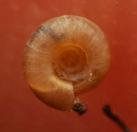 Image of Macrophallikoropa Hyman & Stanisic 2005