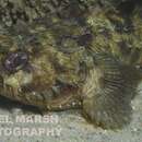 Image of Queensland toadfish
