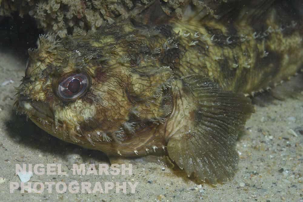 Image of Queensland toadfish