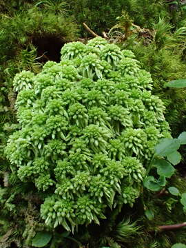 Imagem de Sphagnum quinquefarium Warnstorf 1886