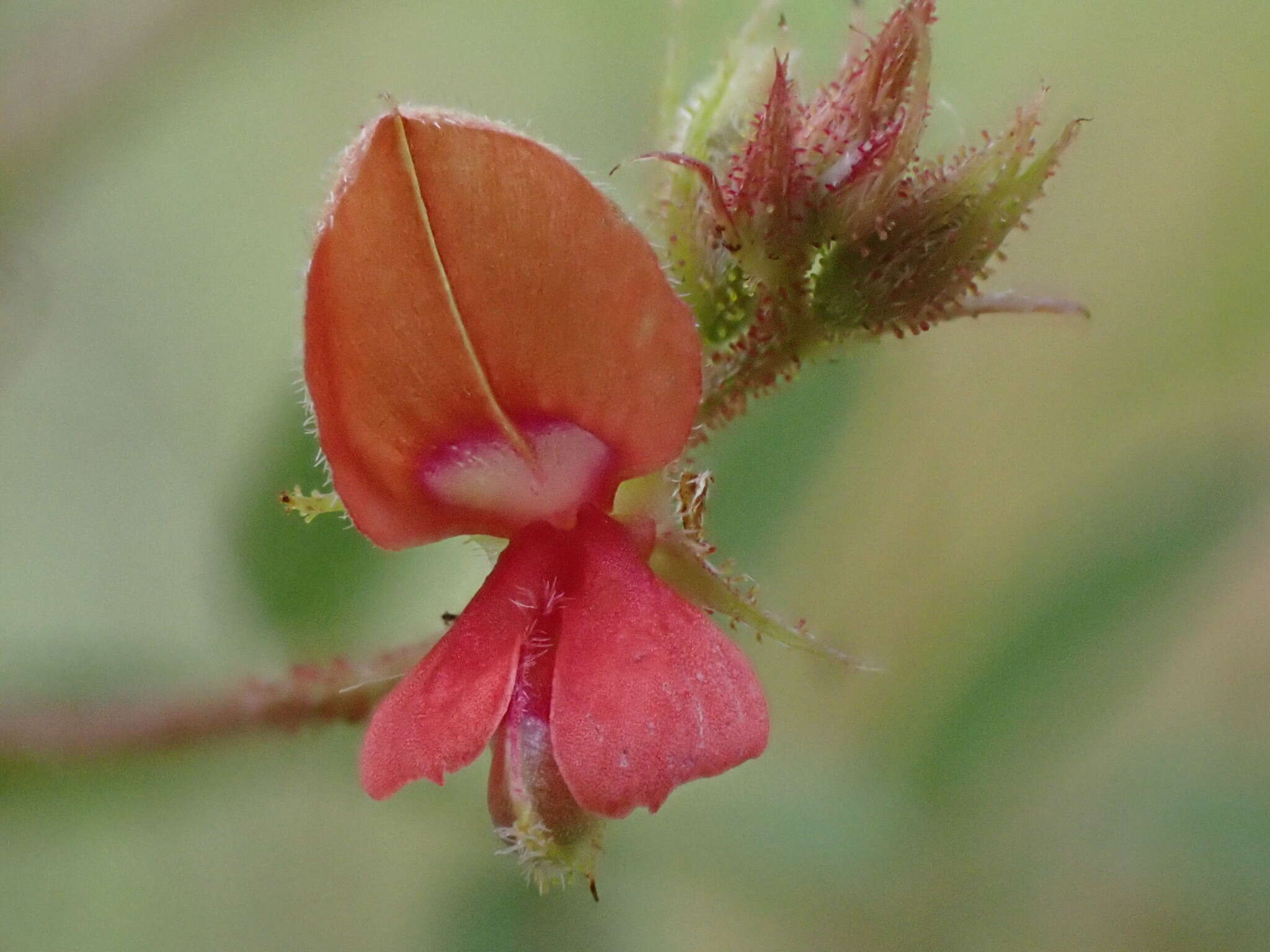 Sivun Indigofera adenoides Baker fil. kuva