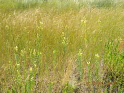 Image of Italian toadflax