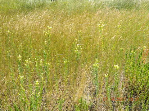 Image of Italian toadflax