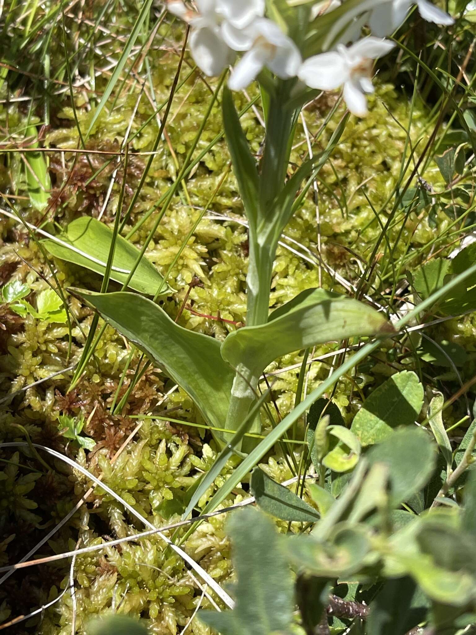 Image de Platanthera blephariglottis var. blephariglottis