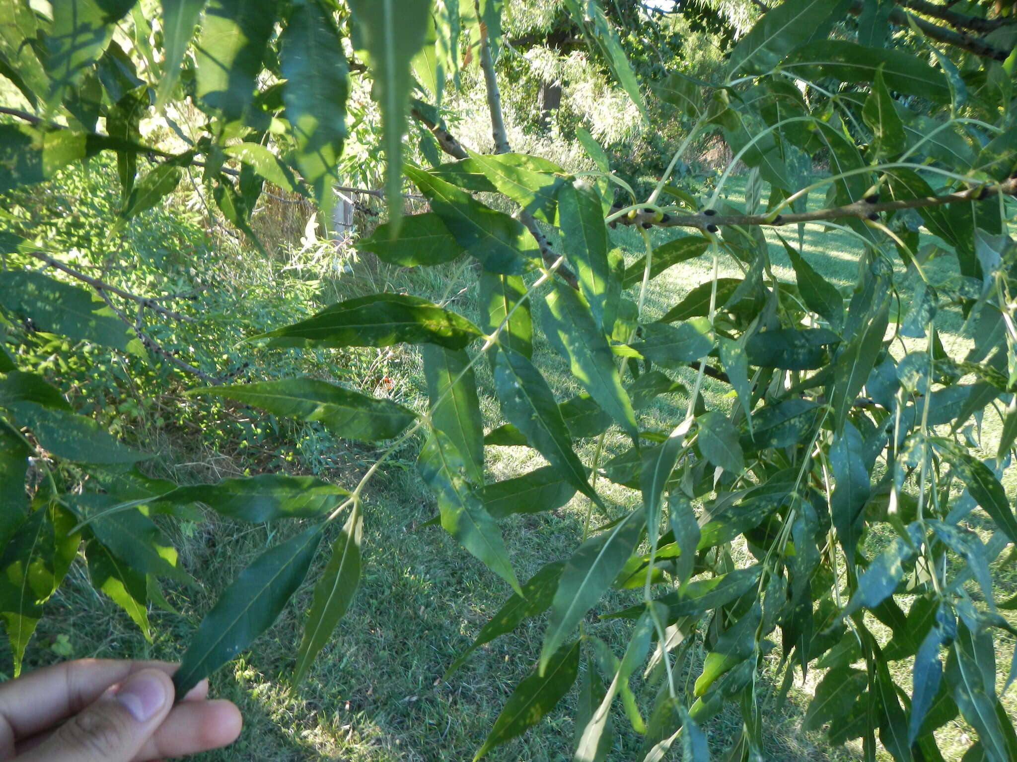 Image of European ash