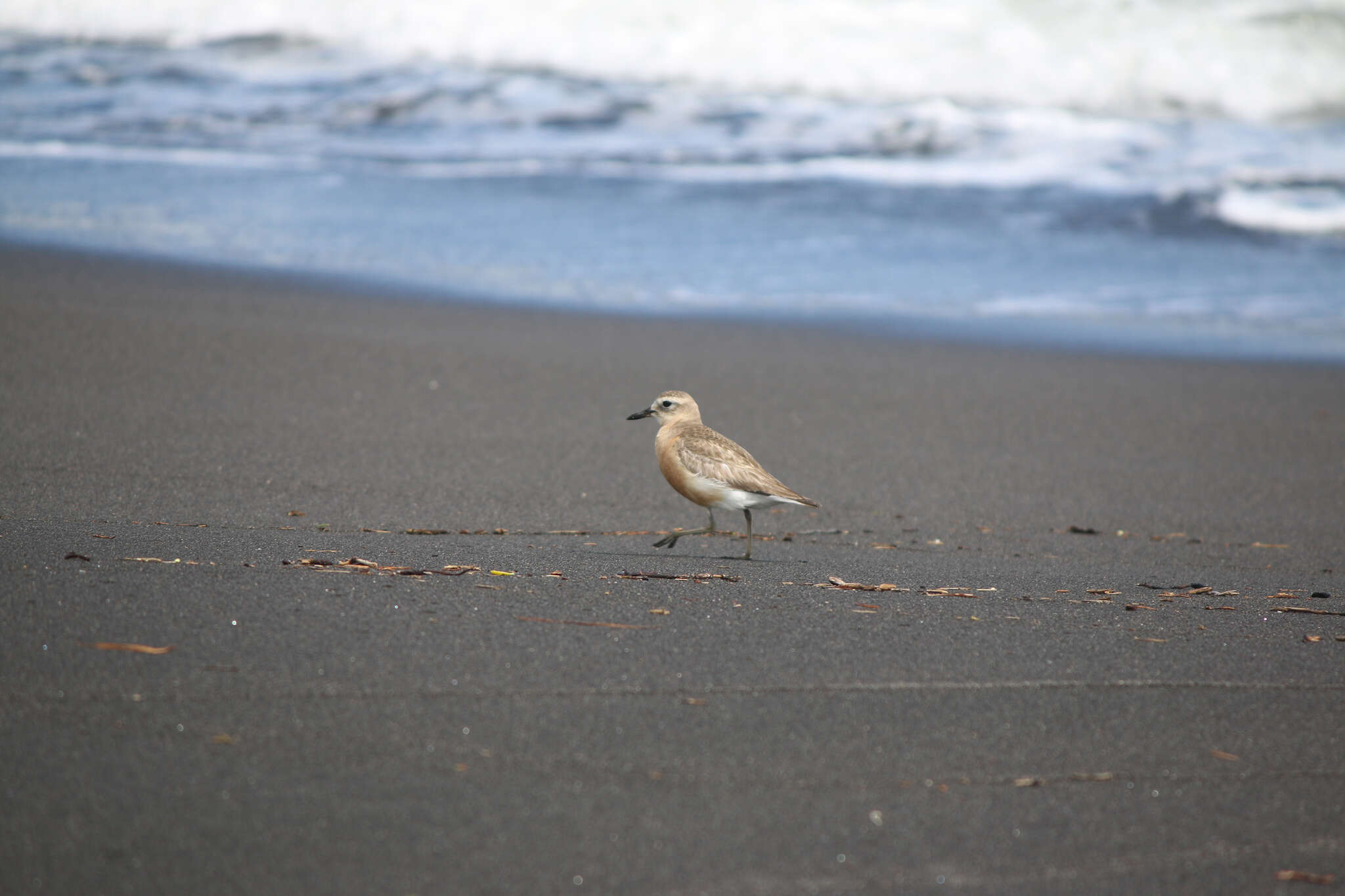 Image of New Zealand Dotterel