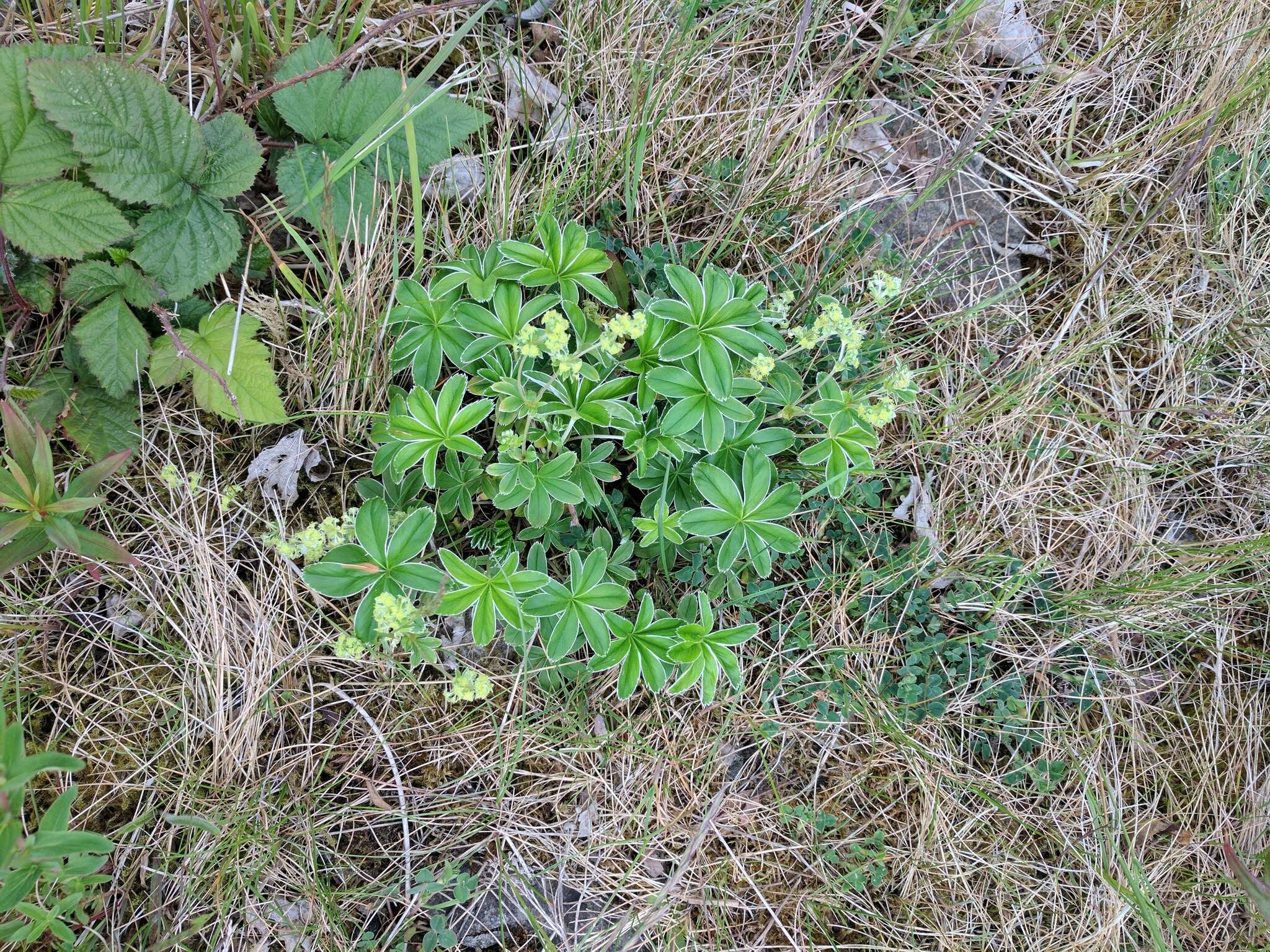 Image of Silver Lady's Mantle