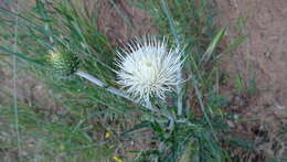 Cirsium cymosum (Greene) J. T. Howell的圖片