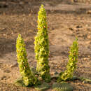 Image of Phlomoides molucelloides (Bunge) Salmaki